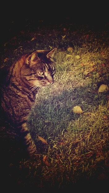 Photo cat relaxing on grass