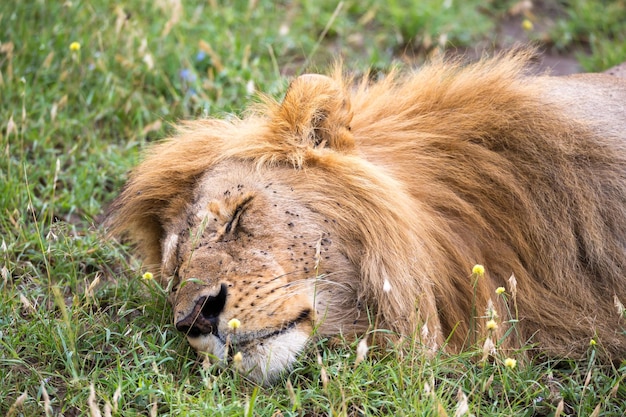 Foto gatto che si rilassa nell'erba