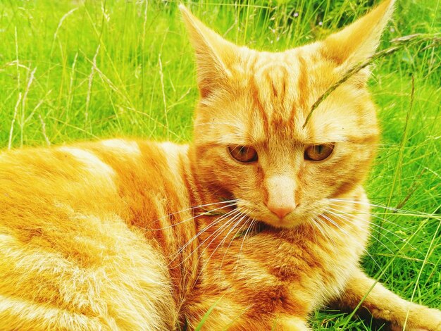 Cat relaxing on grass