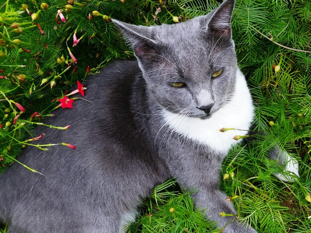 Cat relaxing on grassy field