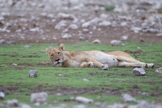 Cat relaxing on ground