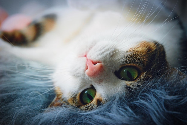 Кошка отдыхает дома.