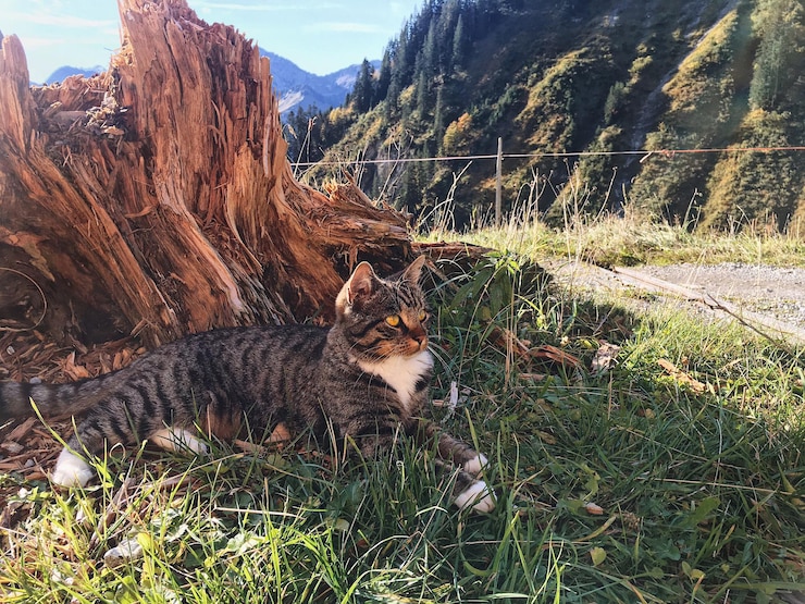 Фотография кошка отдыхает в горах
