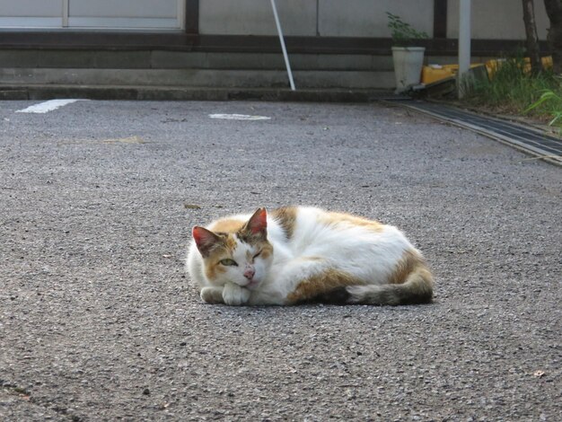 写真 猫がベッドでリラックスしている