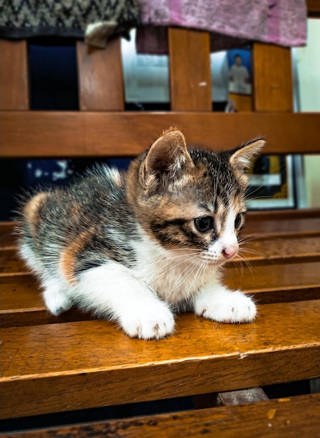 写真 テーブルでリラックスする猫