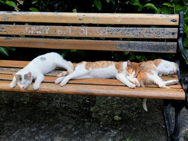 Foto gatto che si rilassa all'aperto