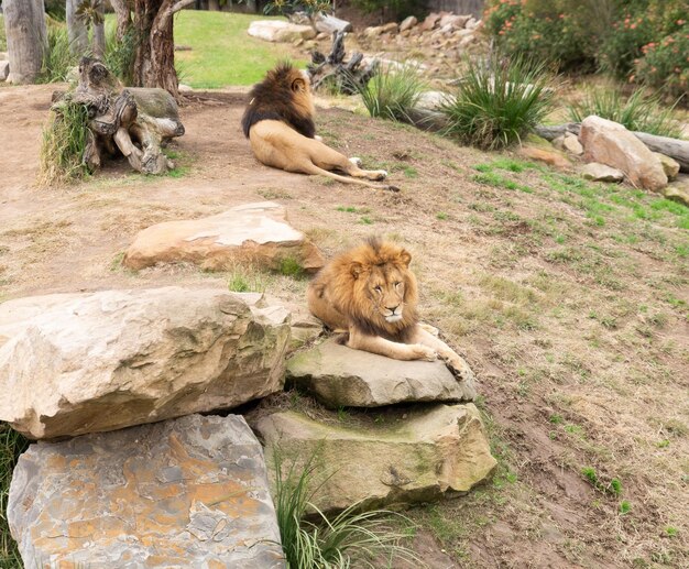 Cat relaxing on rock