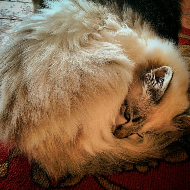 Photo cat relaxing on rug in house