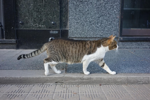 Photo cat relaxing on sidewalk