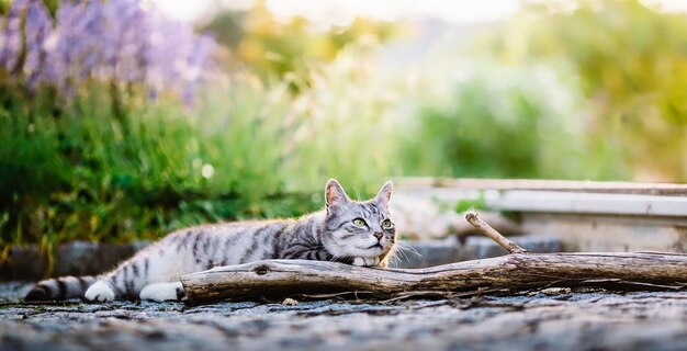 Photo cat relaxing on street