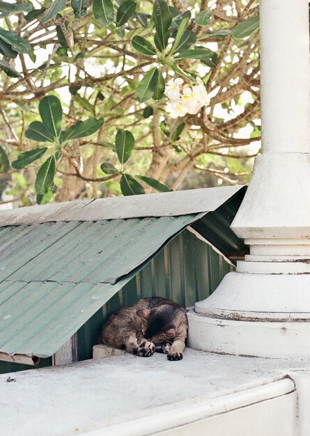 Foto gatto che si rilassa per strada