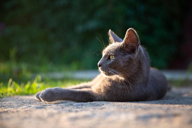 夕日の光の中でリラックスした猫