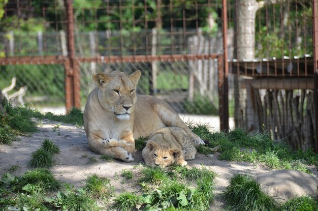 Foto un gatto che si rilassa in uno zoo