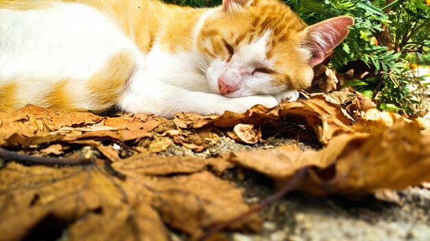 Foto un gatto che si riposa sulle foglie d'autunno