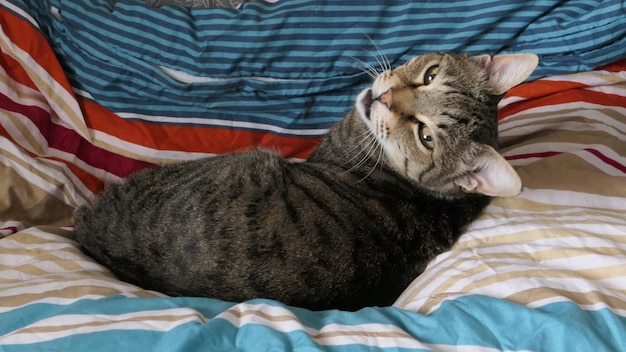 Photo cat resting on bed