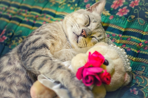 Photo cat resting on bed