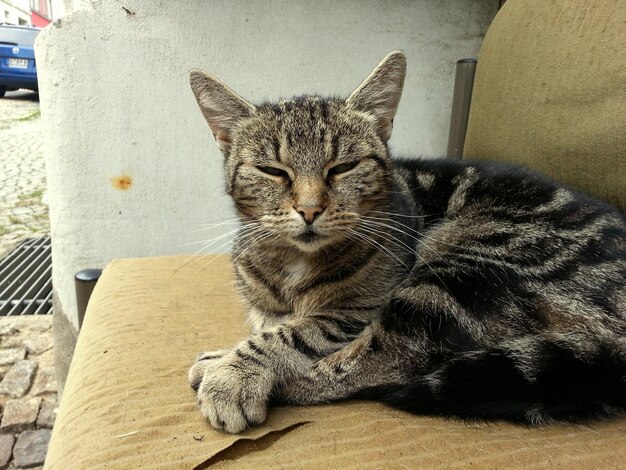 Cat resting on bed