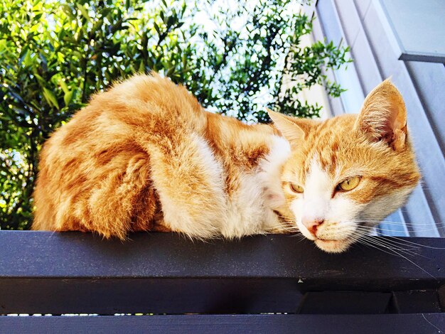 Cat resting on bed