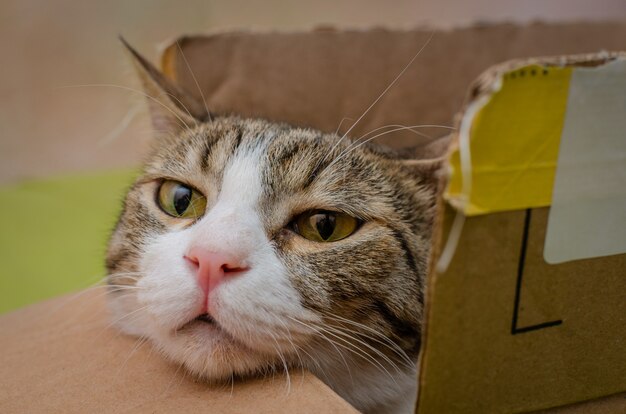 Cat resting in a box with its head outside