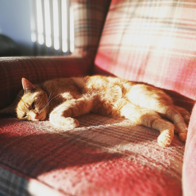 Photo cat resting on couch