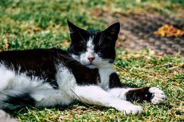 Cat resting on a field