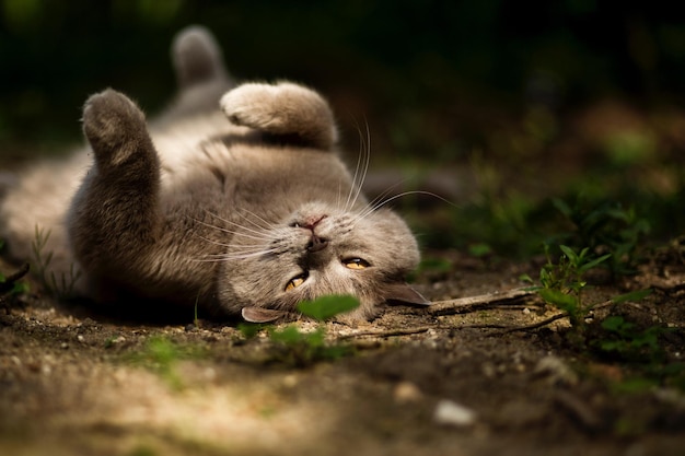 Photo cat resting on field