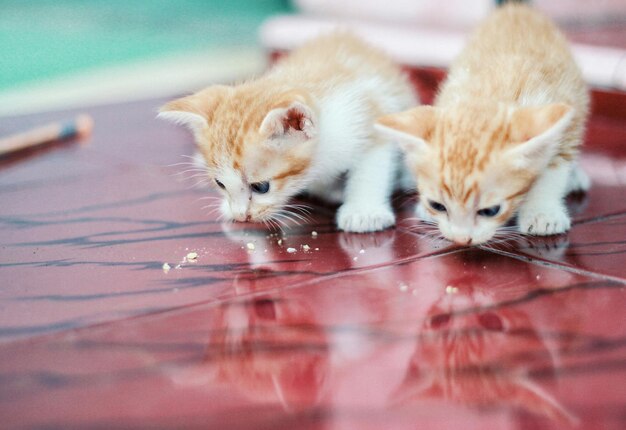 Foto gatto che si riposa sul pavimento