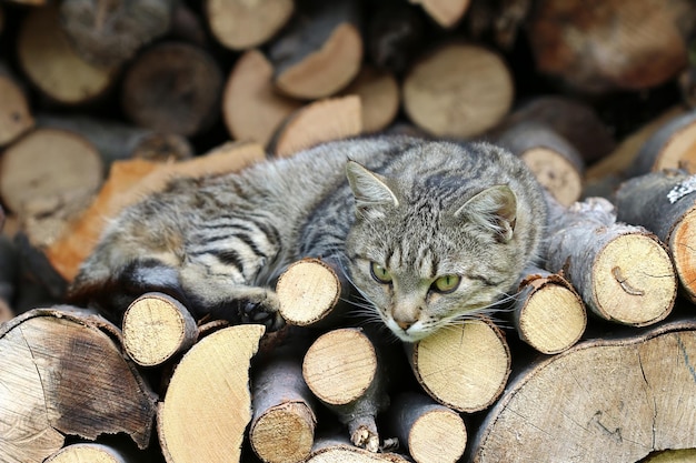 Кот отдыхает на куче бревен