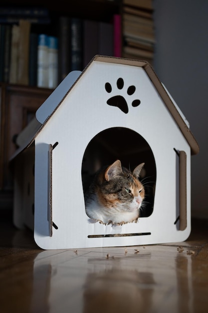 Фото Кошка отдыхает в картонной коробке, дом без отходов для животных, экологически чистый дом для домашних животных.