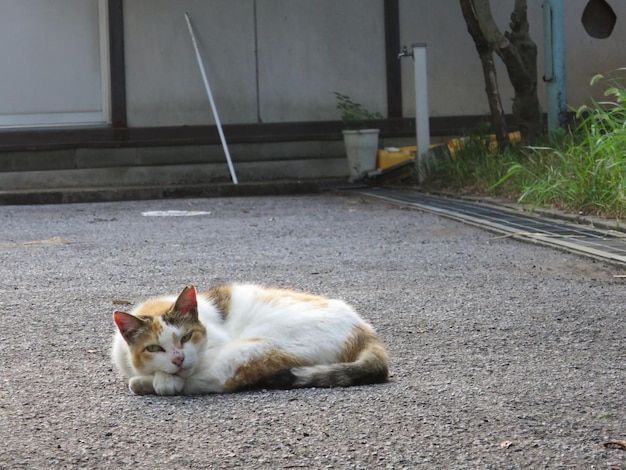 写真 ベッドに横たわっている猫