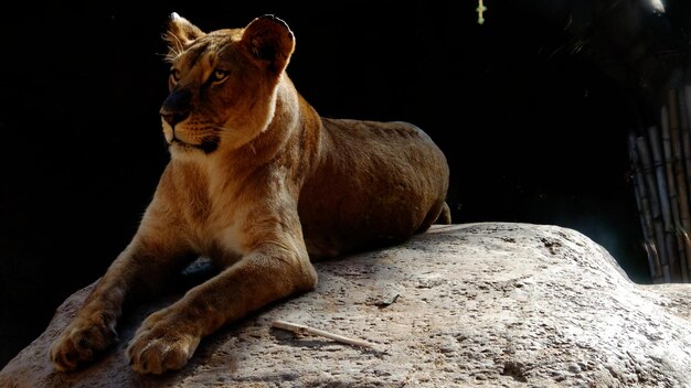 Photo cat resting on rock