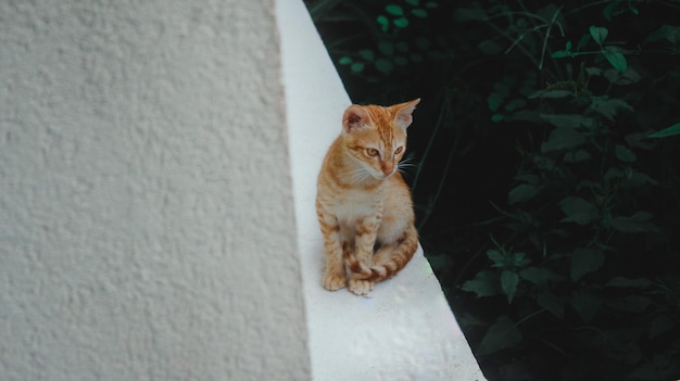 Cat resting on wall