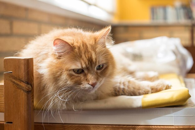 Cat resting with lost eyes