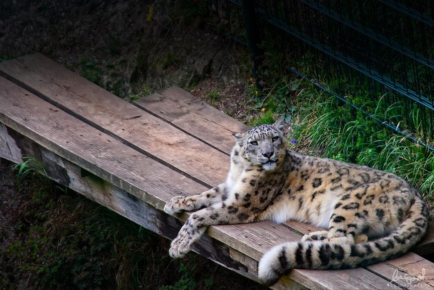 Cat resting in a zoo