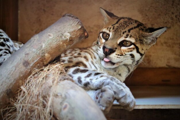 動物園で休んでいる猫