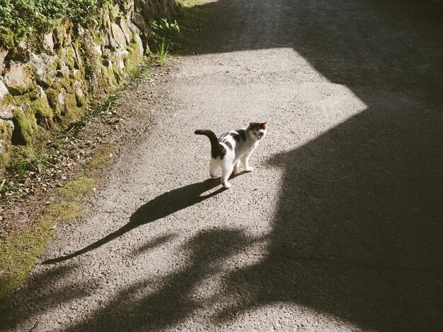 Photo cat on road