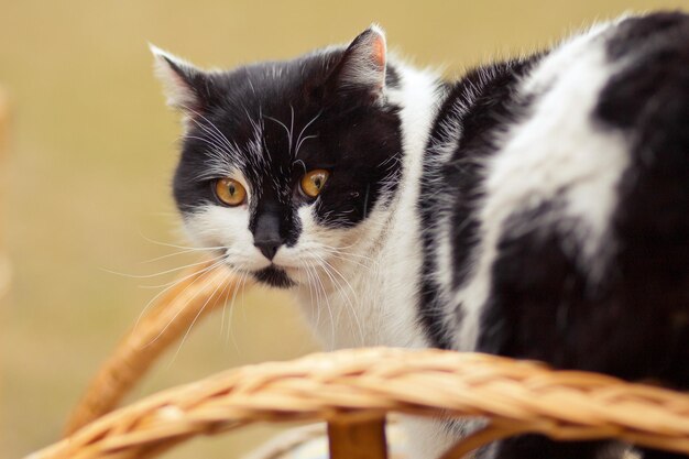 Gatto sulla sedia a dondolo all'aperto. mobili in vimini sul picnic.