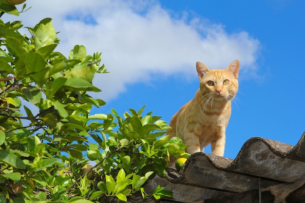 屋上の猫。