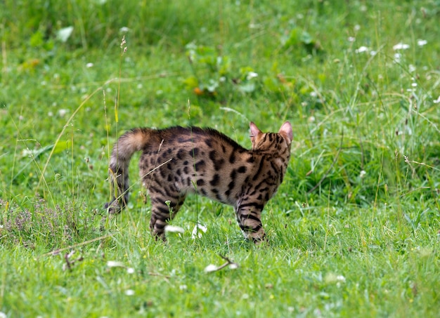 The cat runs on a lawn