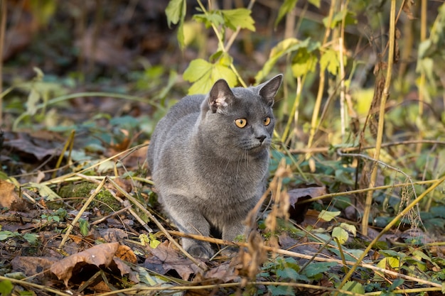 Кот русская голубая