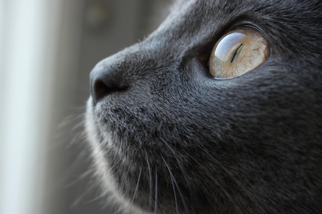 A cat's eye is reflected in the glass of a window.