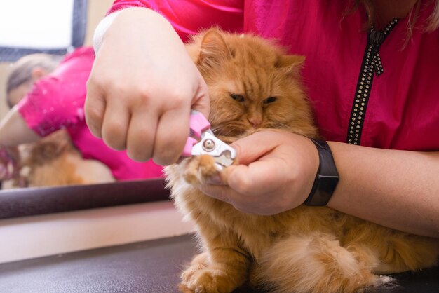 Cat's getting a nail trim.Trimming cat's nails.Cutting off domestic cat's claws.