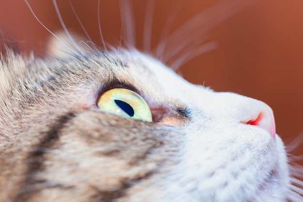 猫の銃口がクローズ アップです 猫の目 猫の鼻