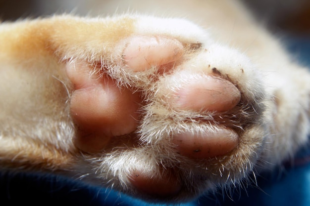 Photo a cat's paw has a pink sole.