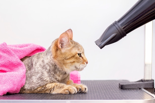 Cat  in a salon for animals