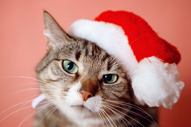 Foto gatto in cappello di babbo natale su sfondo rosa