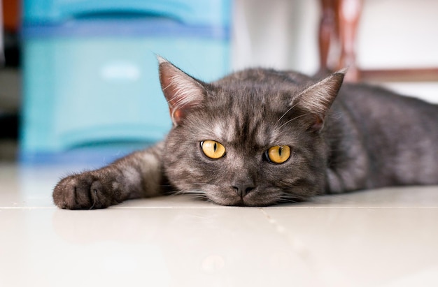 Cat Scottish fold black color and eye surprised curiouslyEar set cute little animalCute cat wallpaper