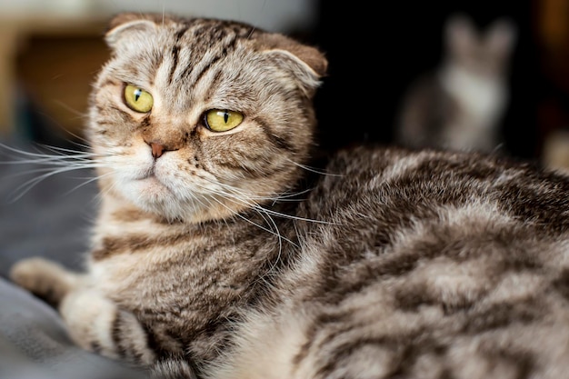 Cat Scottish Fold is lying on the couch and looking thoughtfully out the window