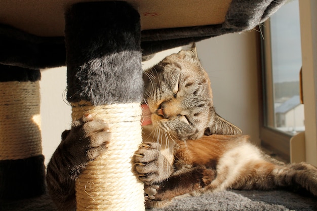 Il gatto si gratta e lecca l'albero