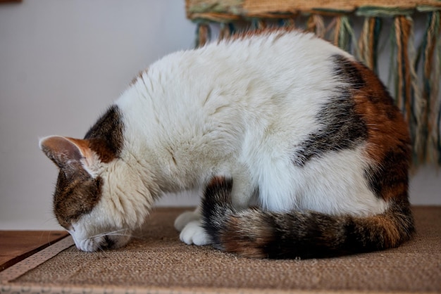 Cat scratching and bitingclaws on the scratching post